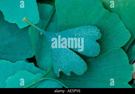 Arbre aux 40 écus, des feuilles avec des gouttes de rosée (Ginkgo biloba) Banque D'Images