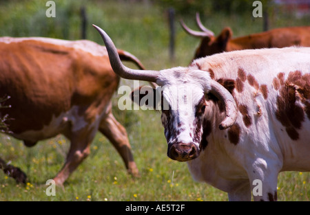 Vache Texas Longhorn avec une corne cassée debout dans un champ du Texas, USA. Banque D'Images