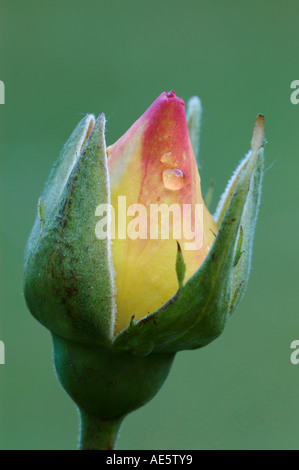 Fleur Rose (Rosa spec.) Banque D'Images