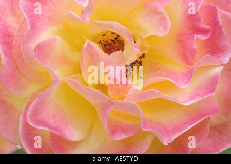 Fleur Rose (Rosa spec.) Banque D'Images