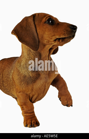 Teckel miniature chien domestique sur fond blanc chiot âgé de 10 semaine nommé Monty intellectuelle a annoncé Banque D'Images