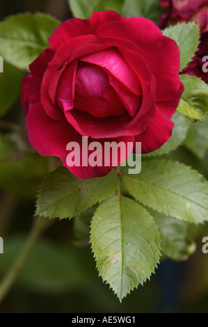 Fleur Rose (Rosa spec.) Banque D'Images