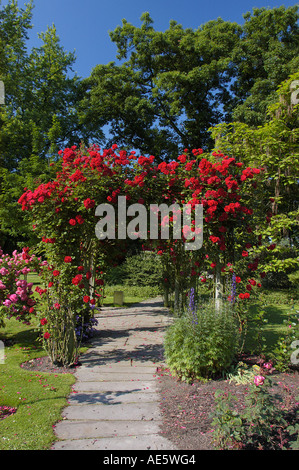 Jardin de roses, Rhénanie-du-, Allemagne (Rosa spec.) Banque D'Images