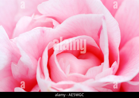 Fleur Rose (Rosa spec.) Banque D'Images