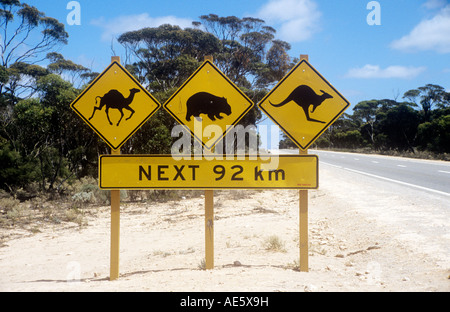 'Attention aux chameaux, wombats & kangourous le prochain 92 kms', signe de route sur la Nullabor Plain, dans le sud de l'Australie Banque D'Images