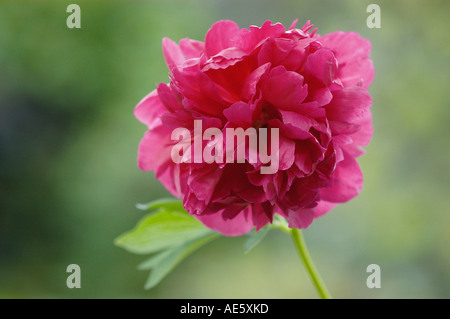 Peonie (Paeonia lactiflora) Banque D'Images