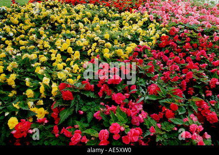 Begonia tuberhybrida Begonia (hybride) Banque D'Images