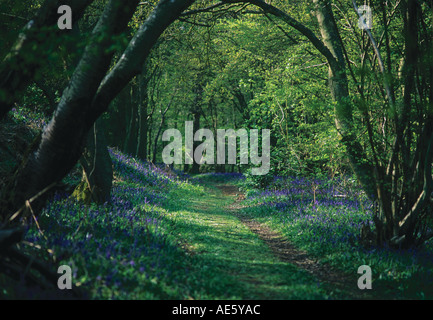 Hyacitholdes jacinthes des bois non scriptus dans les becs de ferme près de Polstead Suffolk Banque D'Images