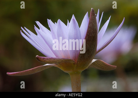 Nénuphar (Nymphaea spec.) Banque D'Images