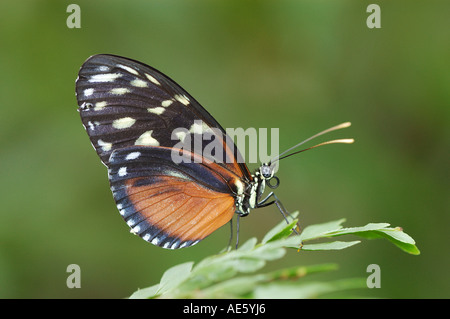 Hecales Longwing (Heliconius hecale) Banque D'Images