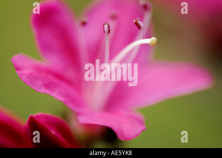 Azalea blossom (Azalea hybrida) Banque D'Images