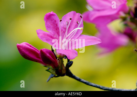 Azalea blossom (Azalea hybrida) Banque D'Images