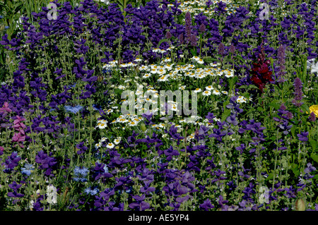 Lit de fleurs peintes avec la sauge et la marguerite blanche (Salvia viridis, Salvia horminum, Leucanthemum vulgare () Banque D'Images