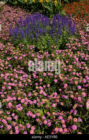 Lit de fleurs avec sauge sauvage et Lantana (Lantana camara), (Salvia nemorosa) Banque D'Images