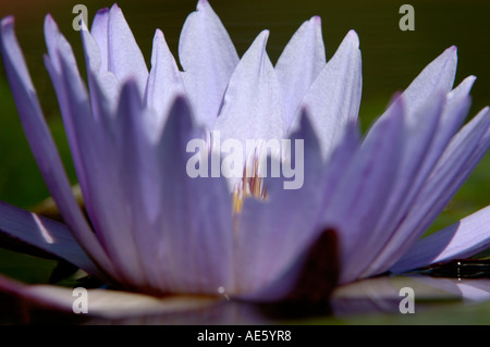 Nénuphar (Nymphaea spec.) Banque D'Images