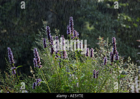 Anis Hysope Agastache foeniculum (sous la pluie) Banque D'Images