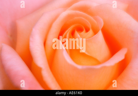 Fleur Rose (Rosa spec.) Banque D'Images