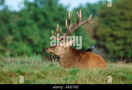 Red Deer, homme avec Choucas sur le dos (Cervus elaphus), (Corvus monedula, Coloeus monedula) Banque D'Images