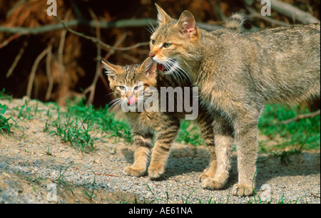 Chat sauvage commun avec chat (Felis silvestris) Chat Sauvage Européen Banque D'Images