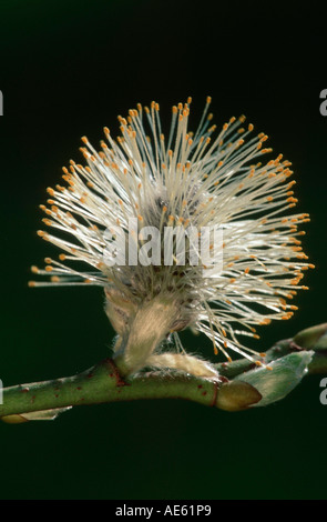 Grand Saule, chèvre, Citrine châton mâle, Nordrhein-Westfalen, Allemagne (Salix caprea Saule chèvre) Banque D'Images