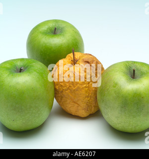 Trois des pommes Granny Smith et un froissé pommes Golden Delicious Banque D'Images