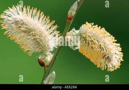 Willow chèvre, grand homme, Citrine (Salix caprea) chatons Banque D'Images