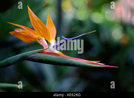 BIRD OF PARADISE flower au KULA Botanical Gardens MAUI HAWAII Banque D'Images