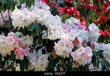 Blanc et Rose RHODODENDRON catawbiense plante en fleur Banque D'Images