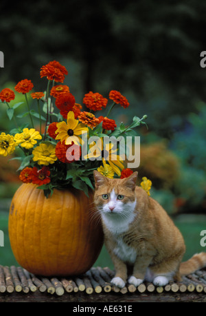 Un jaune et blanc tabby cat se trouve à côté de vase à fleurs faite à partir d'une citrouille remplie de fleurs aux couleurs automnales, USA Banque D'Images