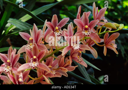 Rusty red LES ORCHIDÉES CYMBIDIUMS en fleur Banque D'Images