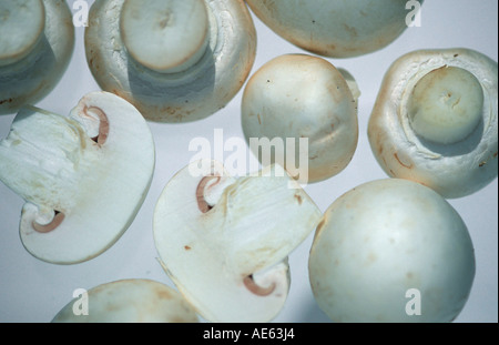 Champignons sur le terrain (Agaricus campestris) Banque D'Images