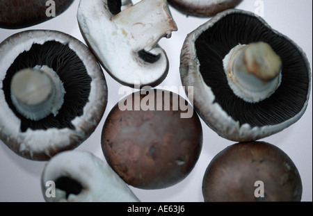 Champignons sur le terrain (Agaricus campestris) Banque D'Images