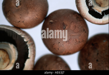 Champignons sur le terrain (Agaricus campestris) Banque D'Images