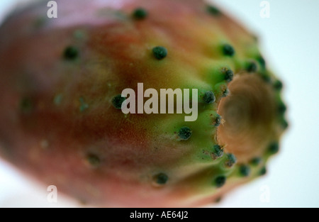 Fruit de cactus (Opuntia ficus-indica) Banque D'Images