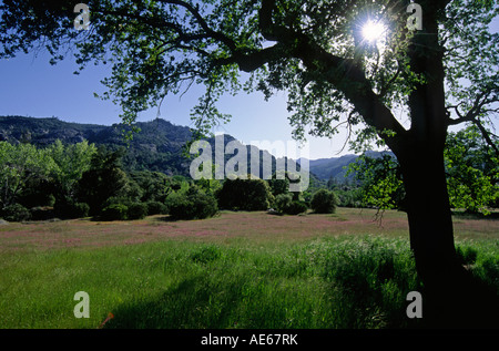 La solarisation à travers un LIVE OAK genre Quercus sur le fond de la vallée de la gamme CALIFORNIA COASTAL FORT HUNTER LIGGETT Banque D'Images