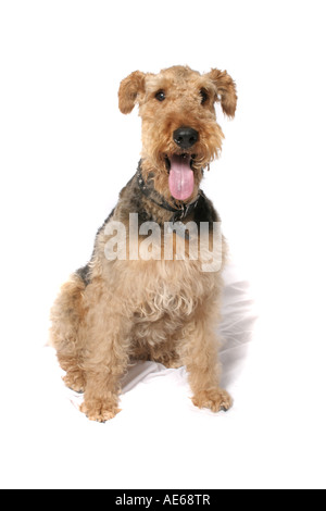 Un mâle Airedale Terrier. Banque D'Images