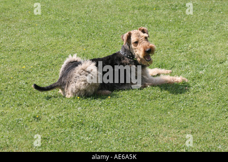 Un mâle Airedale Terrier. Banque D'Images