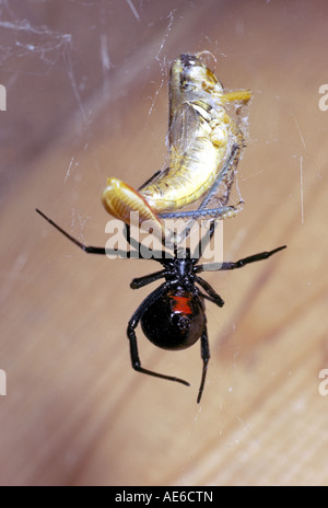 Portrait d'une femme araignée veuve noire ouest Nausicaa porte une araignée venimeuse trouvés dans le monde entier Banque D'Images