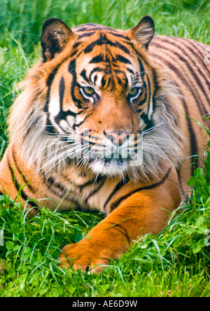 Tigre de Sumatra Portrait 2 Banque D'Images