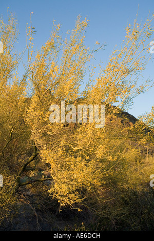 Contreforts Palo Verde arbre en fleur Cercidium microphyllum Désert Sonoran près de Tucson en Arizona Banque D'Images