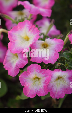 Une image verticale de pétunia rose et blanc des fleurs dans un jardin, montrant les feuilles vertes. Banque D'Images