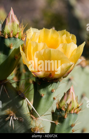 S'Engelmann Cactus Opuntia engelmannii Saguaro National Park West Tucson Arizona Banque D'Images