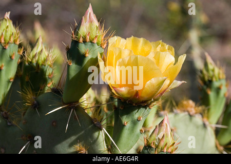 S'Engelmann Cactus Opuntia engelmannii Banque D'Images