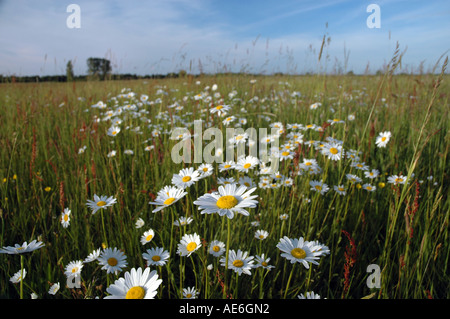 Prairie pleine de fleurs de camomille blanc en Pologne Banque D'Images