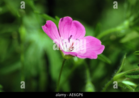 Géranium géranium sanguin Geranium sanguineum également appelé géranium sanguin ou Hardy Géranium Banque D'Images