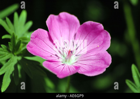 Géranium géranium sanguin Geranium sanguineum également appelé géranium sanguin ou Hardy Géranium Banque D'Images