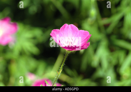 Géranium géranium sanguin Geranium sanguineum également appelé géranium sanguin ou Hardy Géranium Banque D'Images