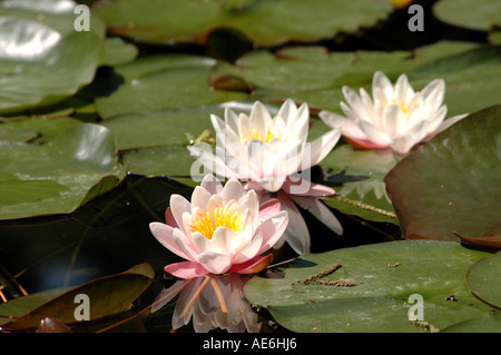 Nymphea Water Lily Banque D'Images