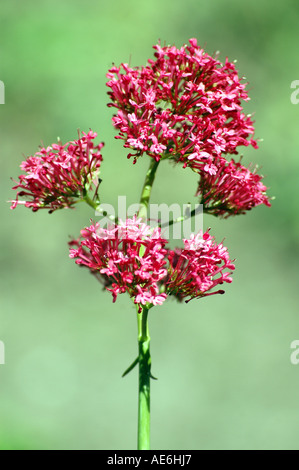 La valériane rouge Centranthus ruber appelé aussi la barbe de jupiter rouge ou un épi de valériane. Banque D'Images