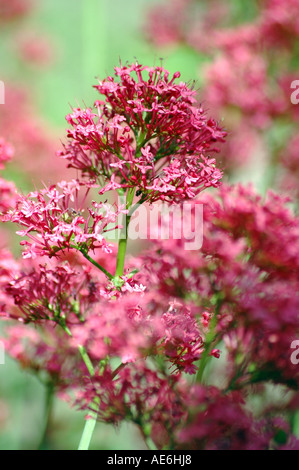 La valériane rouge Centranthus ruber appelé aussi la barbe de jupiter rouge ou un épi de valériane. Banque D'Images